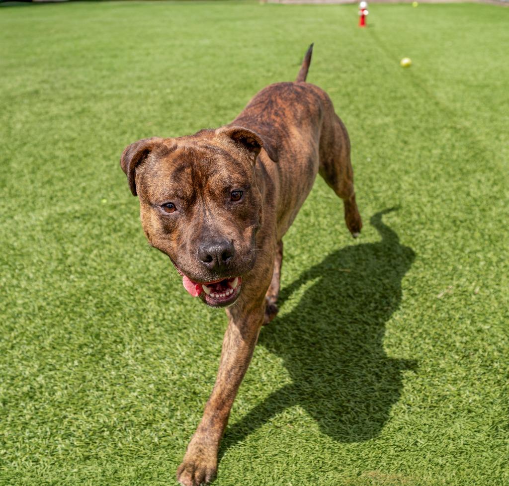 Prince, Adoptable, Young Male Mixed Breed.