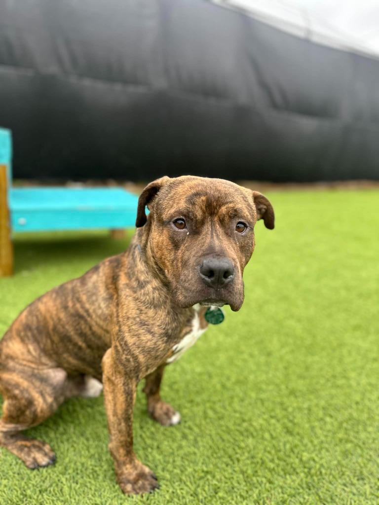 Enlarge Prince, a Adoptable mixed breed in Detroit, MI image 1/3