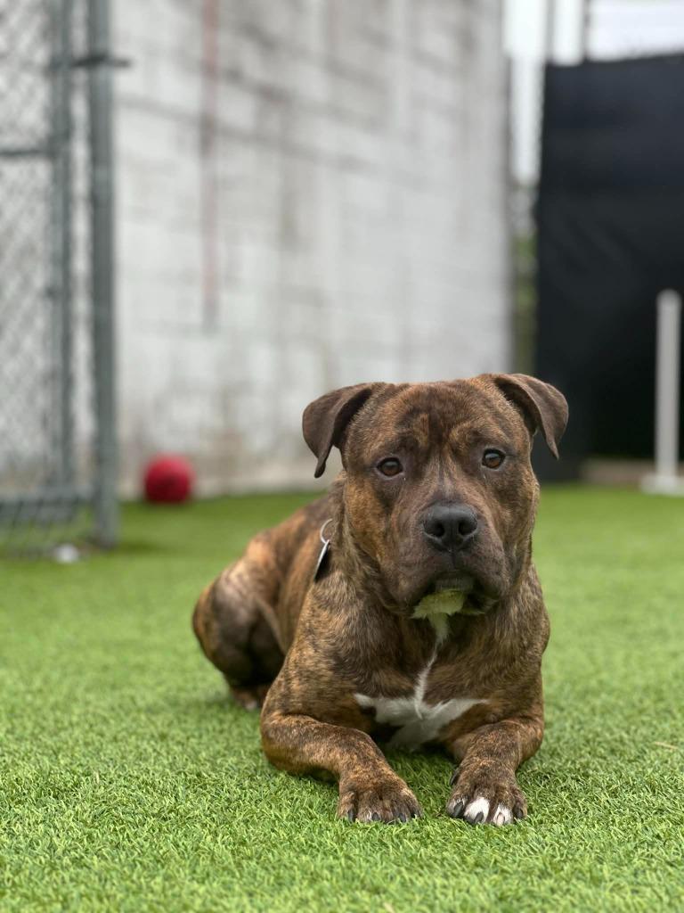 Enlarge Prince, a Adoptable mixed breed in Detroit, MI image 2/3