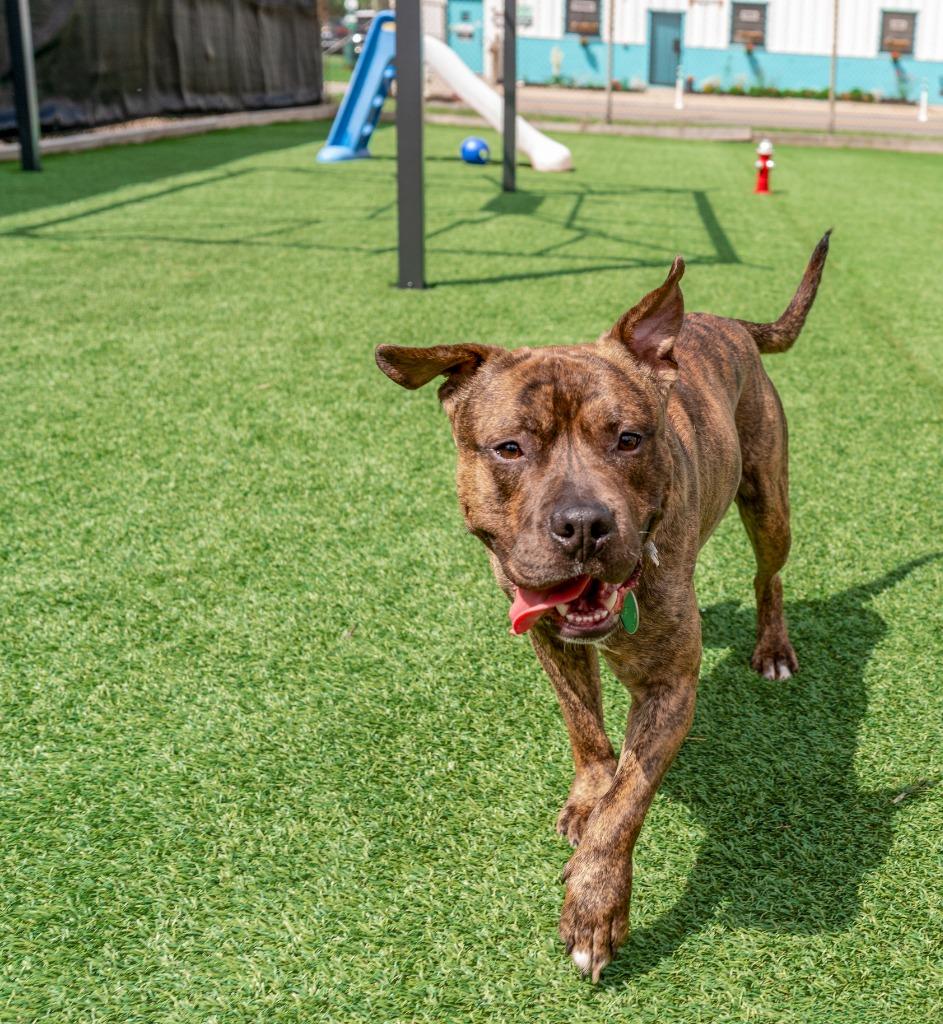 Enlarge Prince, a Adoptable mixed breed in Detroit, MI image 4/6
