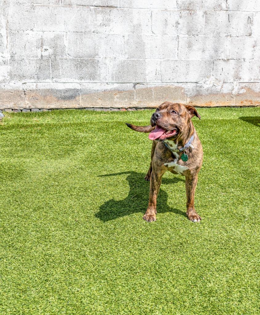 Enlarge Prince, a Adoptable mixed breed in Detroit, MI image 5/6