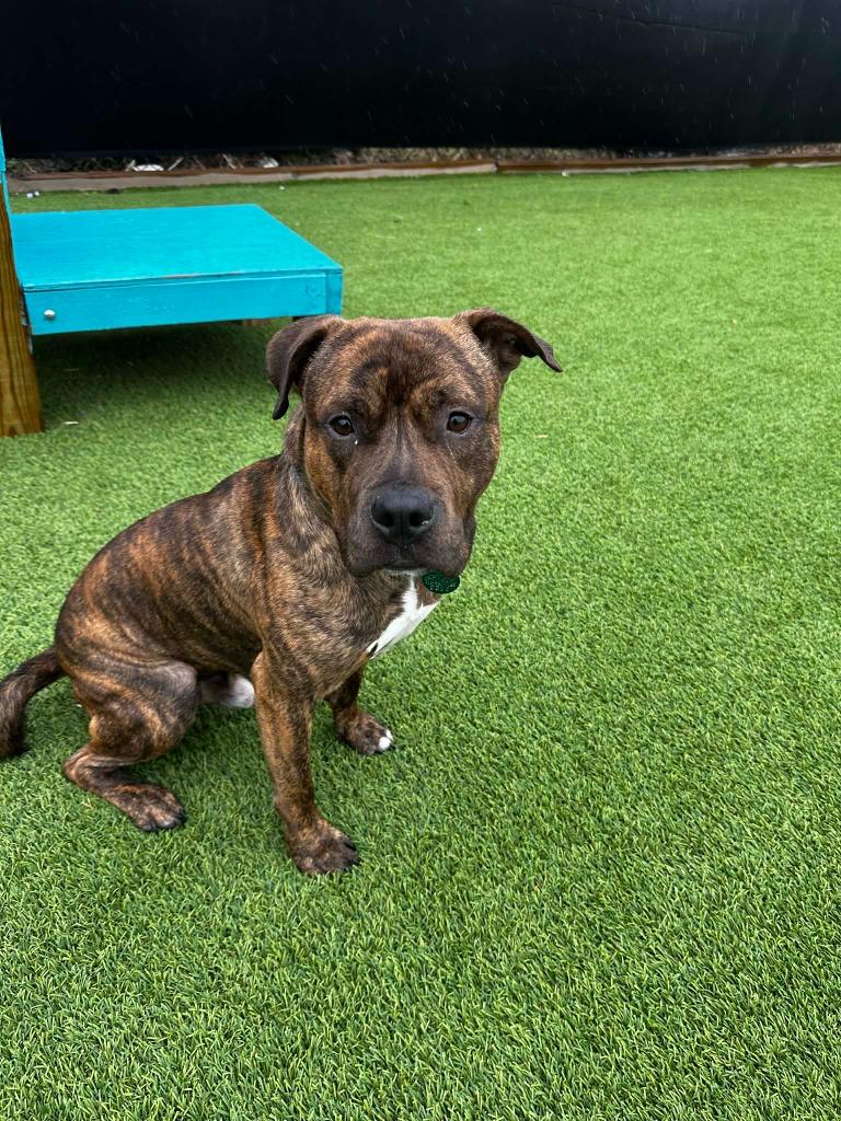 Enlarge Prince, a Adoptable mixed breed in Detroit, MI image 3/3