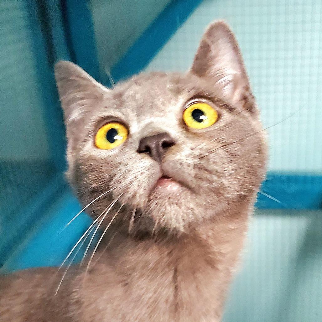 Enlarge Wisp, a Adoptable Domestic Short Hair in PITTSBURGH, PA image 2/3