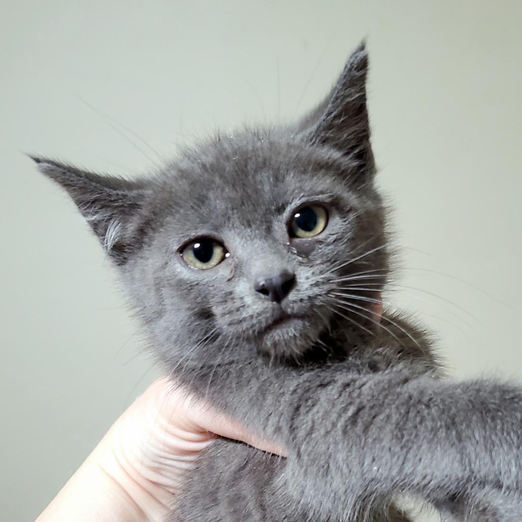 Enlarge Wisp, a Adoptable Domestic Short Hair in PITTSBURGH, PA image 3/3