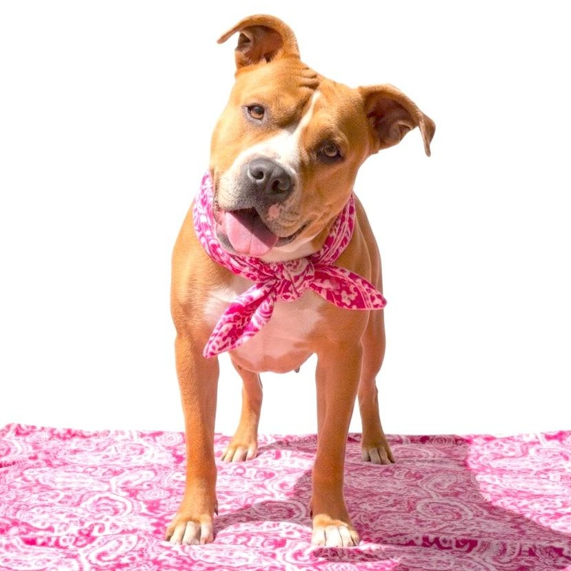Chloe, a Adoptable mixed breed in Sun Valley, CA image 3/6