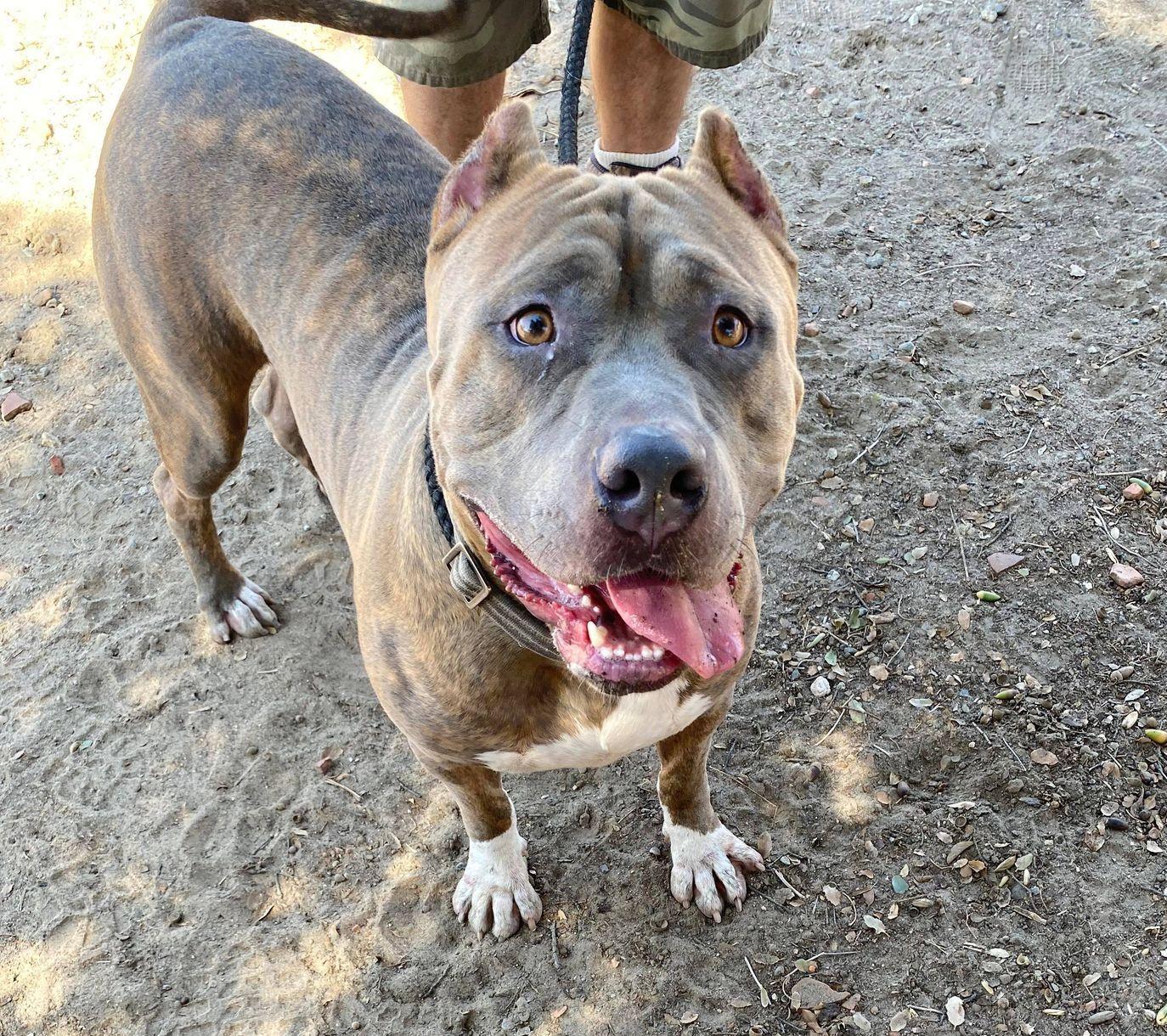 Clyde , ADOPTABLE, Adult Male Pit Bull Terrier.