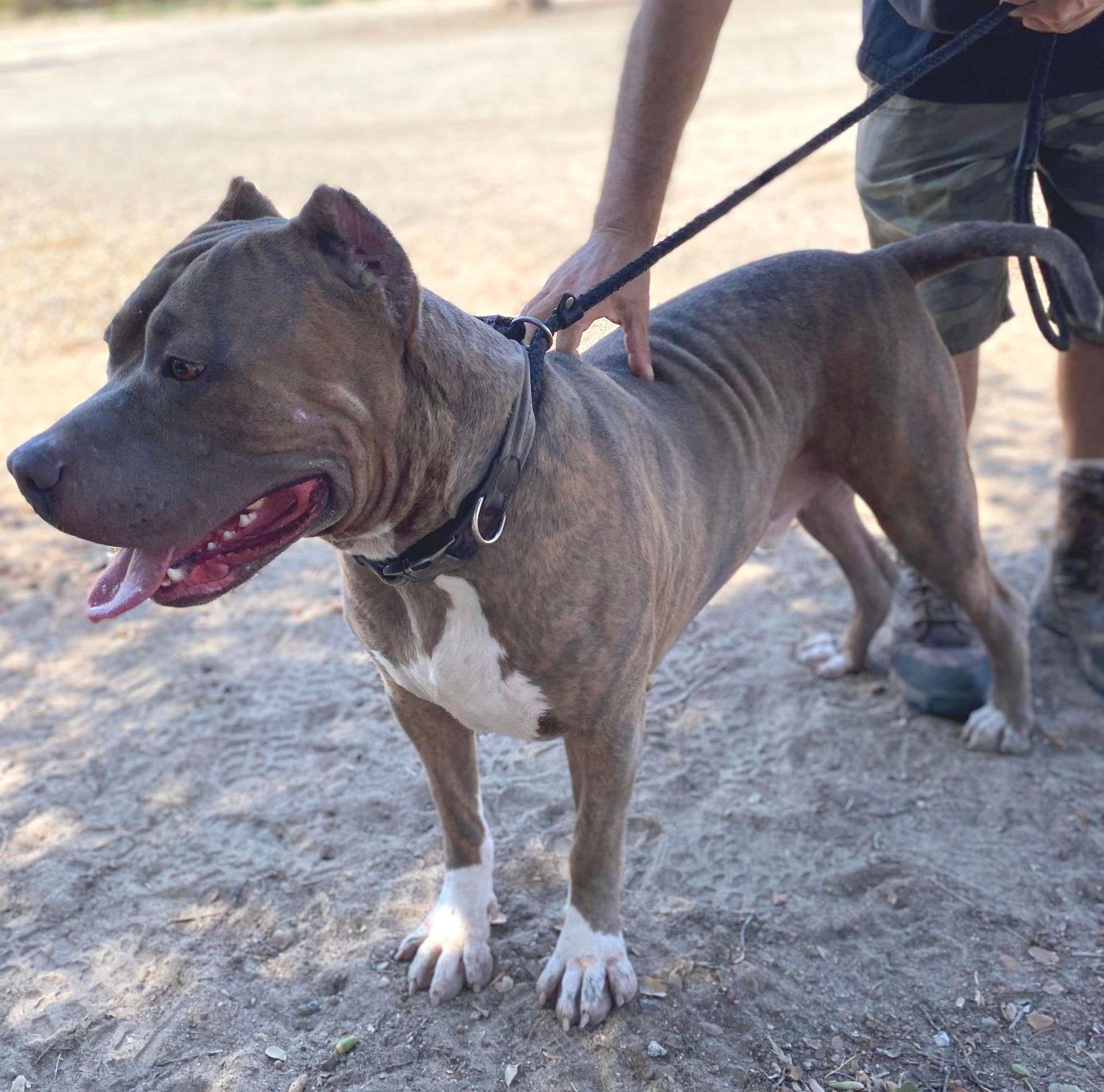 Clyde , a ADOPTABLE Pit Bull Terrier in Aberdeen, WA image 5/6