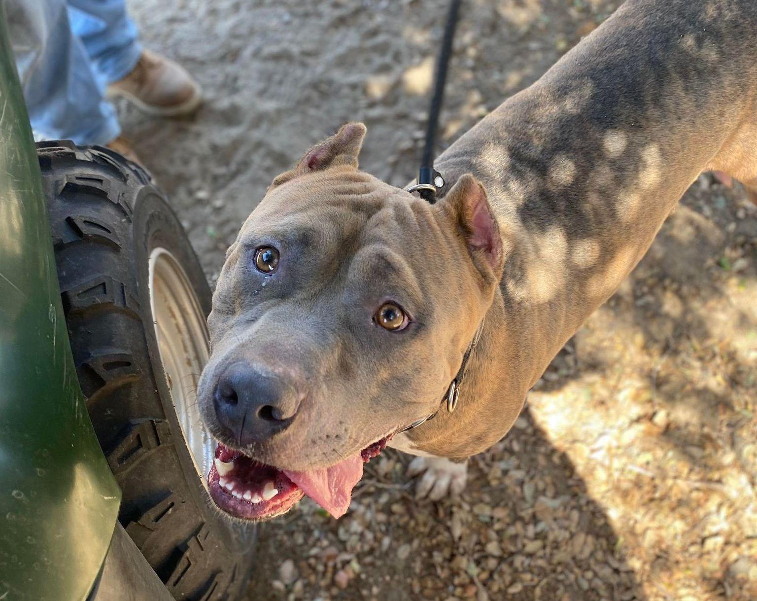 Clyde , a ADOPTABLE Pit Bull Terrier in Aberdeen, WA image 4/6
