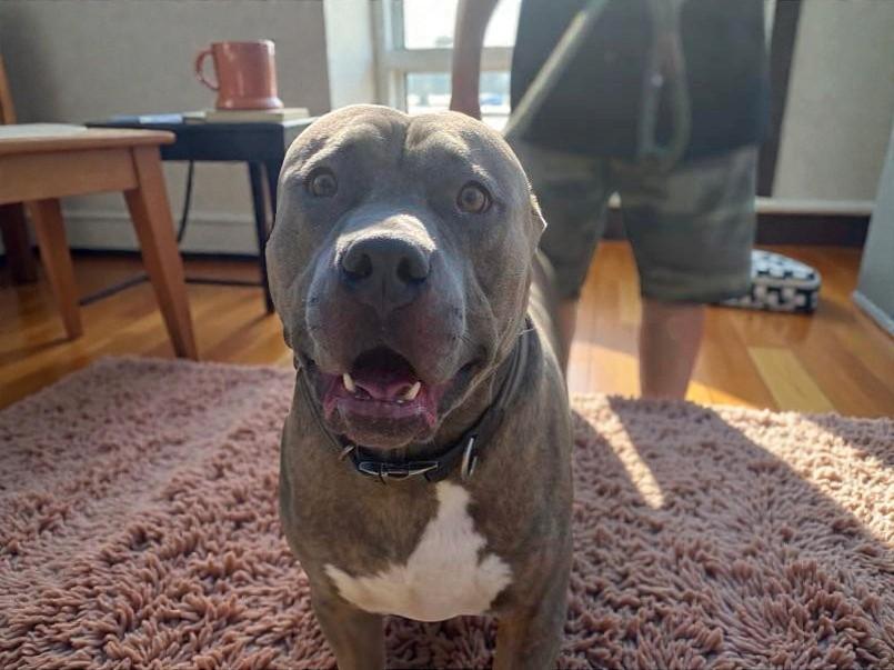 Clyde , a ADOPTABLE Pit Bull Terrier in Aberdeen, WA image 6/6