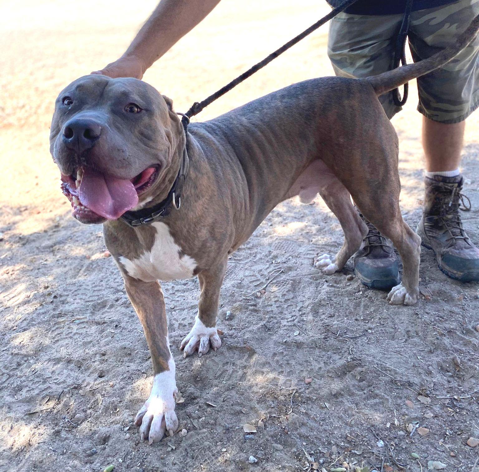 Clyde , a ADOPTABLE Pit Bull Terrier in Aberdeen, WA image 3/6