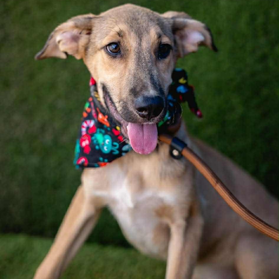 Enlarge Beto, an adoptable mixed breed in Bend, OR image 4/4