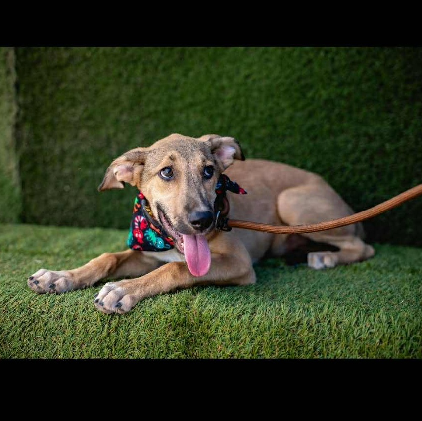 Enlarge Beto, an adoptable mixed breed in Bend, OR image 2/4