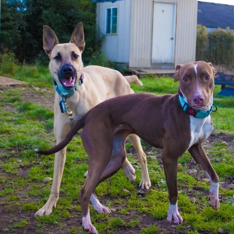 Enlarge Beto, an adoptable mixed breed in Bend, OR image 6/6