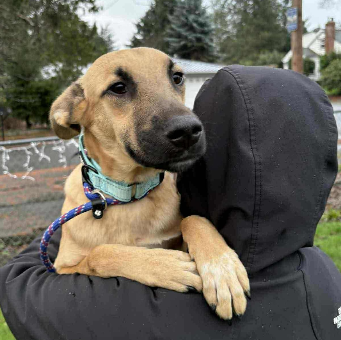 Enlarge Beto, an adoptable mixed breed in Bend, OR image 1/6
