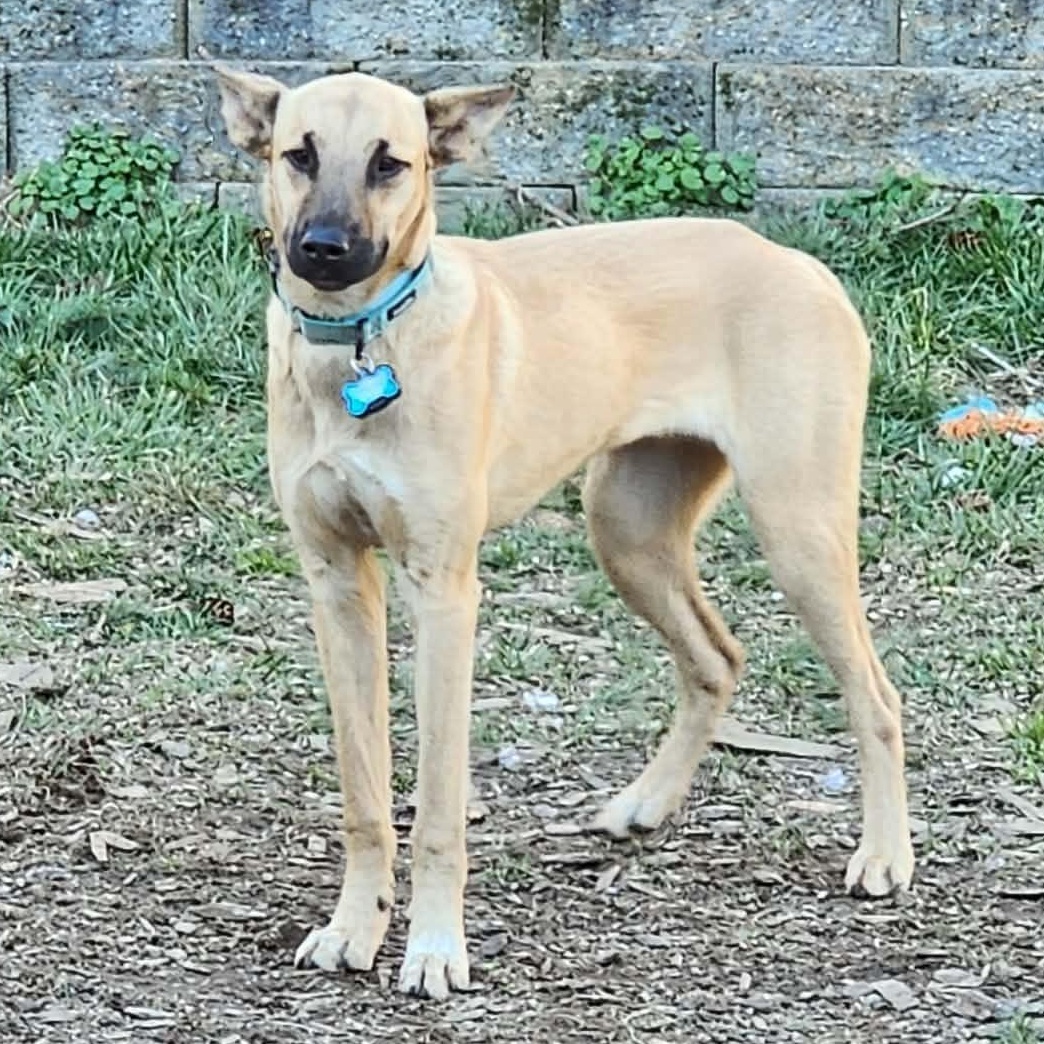 Enlarge Beto, an adoptable mixed breed in Bend, OR image 1/6