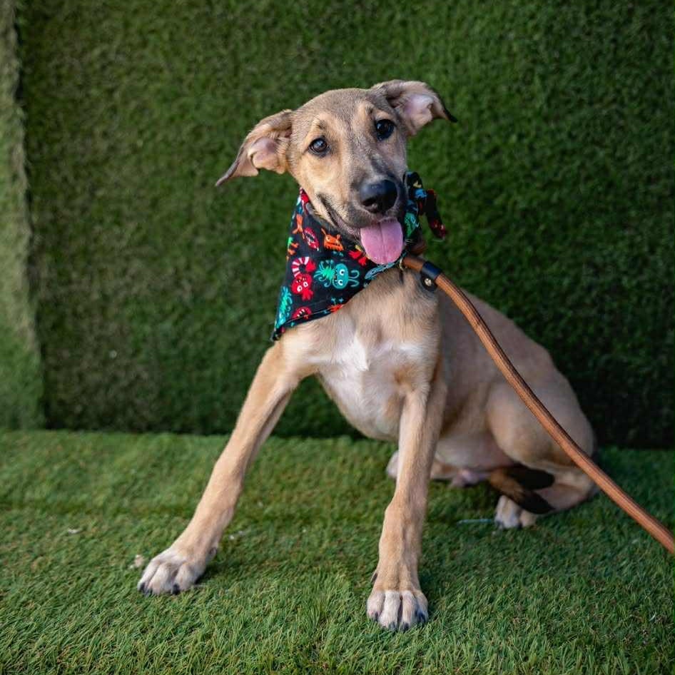 Enlarge Beto, an adoptable mixed breed in Bend, OR image 3/4