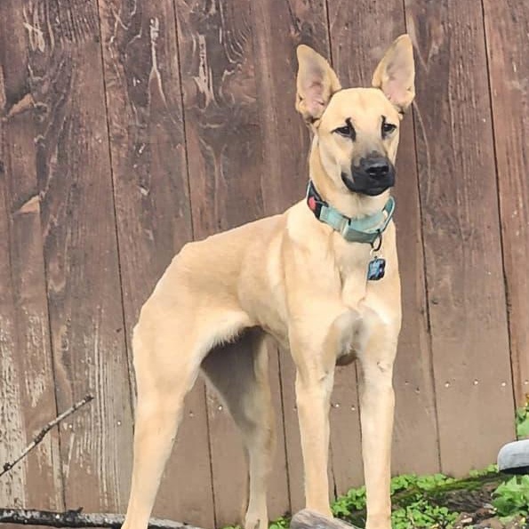 Enlarge Beto, an adoptable mixed breed in Bend, OR image 5/6