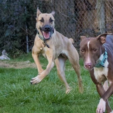 Enlarge Beto, an adoptable mixed breed in Bend, OR image 3/6