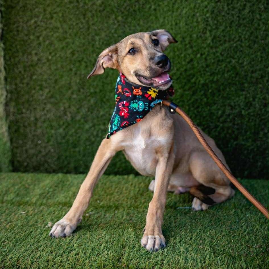 Enlarge Beto, an adoptable mixed breed in Bend, OR image 1/4