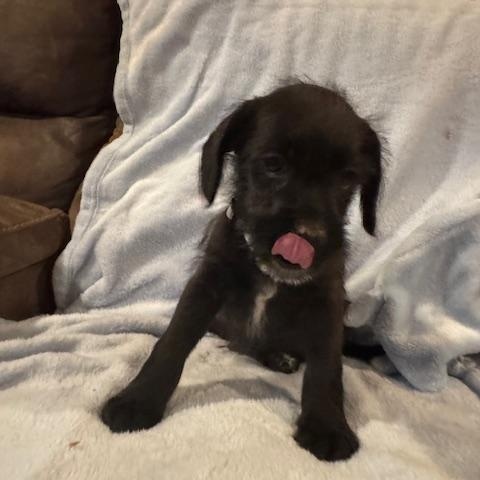Enlarge Shadow, a Adoptable mixed breed in Copper Hill, VA image 4/4