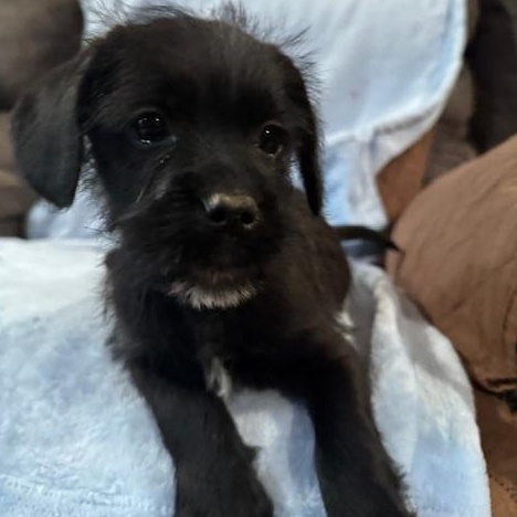 Enlarge Shadow, a Adoptable mixed breed in Copper Hill, VA image 2/4