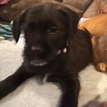 Enlarge Shadow, a Adoptable mixed breed in Copper Hill, VA image 3/4