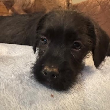 Shadow, Adoptable, Puppy Male Terrier.