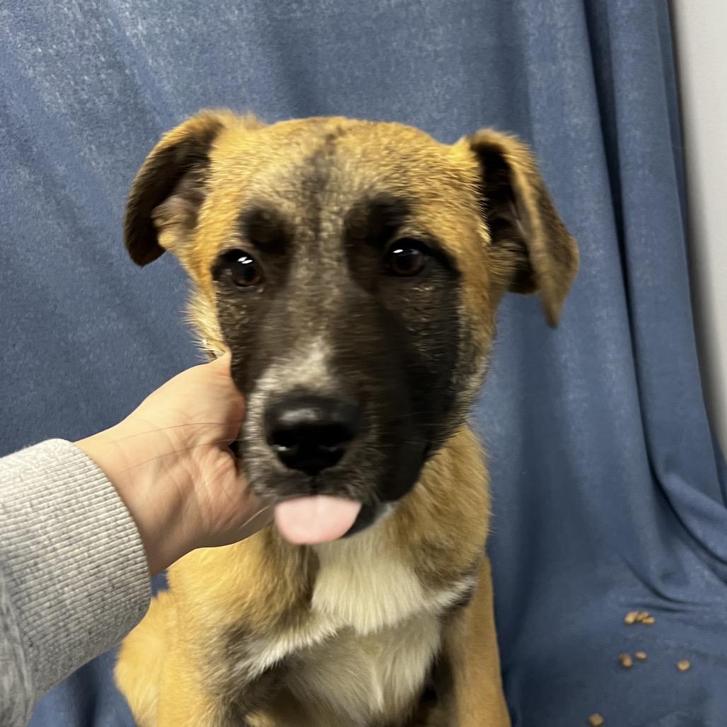 Enlarge Buck, a Adoptable mixed breed in Kokomo, IN image 3/5