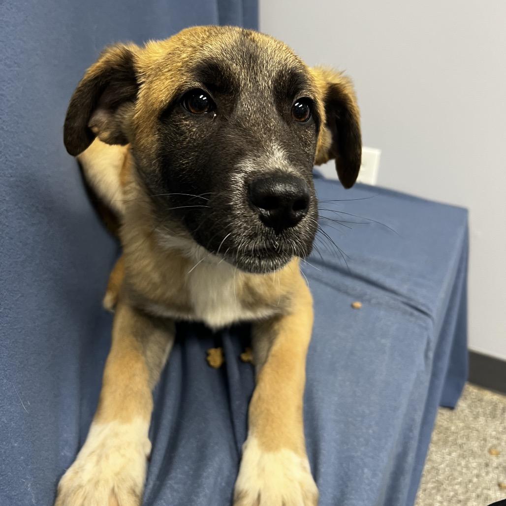 Enlarge Buck, a Adoptable mixed breed in Kokomo, IN image 4/5