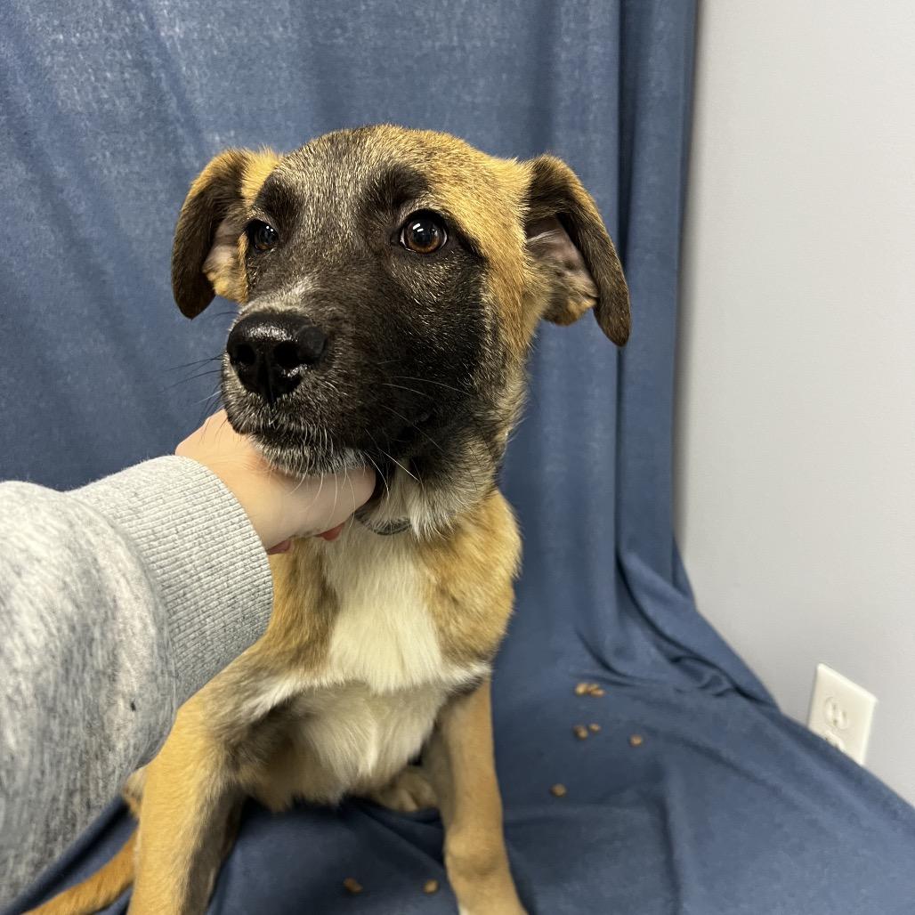 Enlarge Buck, a Adoptable mixed breed in Kokomo, IN image 5/5