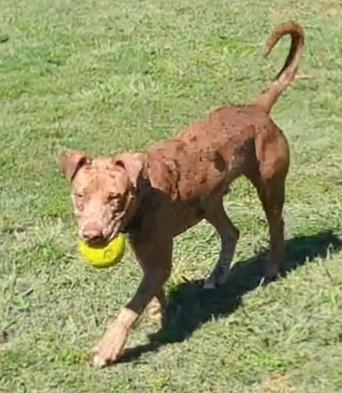 Enlarge Clever* A213221, a Adoptable mixed breed in Plano, TX image 4/6