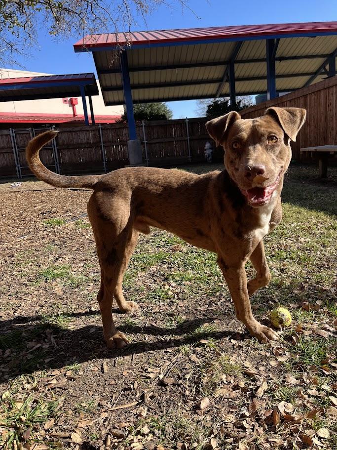 Enlarge Clever* A213221, a Adoptable mixed breed in Plano, TX image 6/6