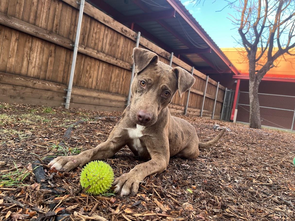 Clever* A213221, Adoptable, Young Male Catahoula Leopard Dog.