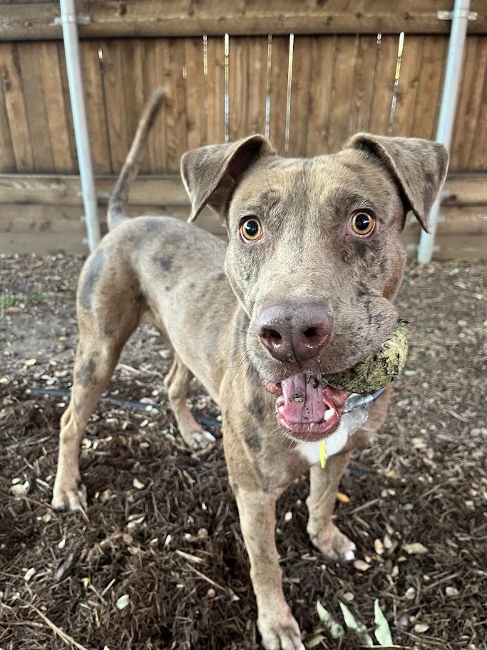 Enlarge Clever* A213221, a Adoptable mixed breed in Plano, TX image 1/6