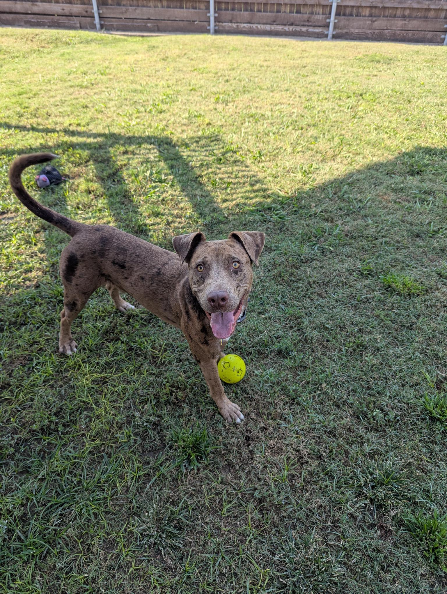 Clever* A213221, Adoptable, Young Male Catahoula Leopard Dog.
