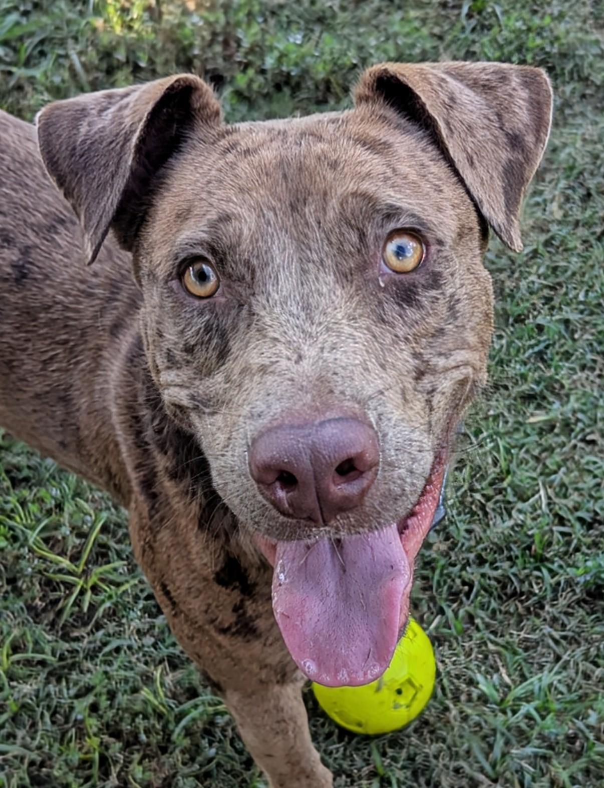 Enlarge Clever* A213221, a Adoptable mixed breed in Plano, TX image 3/6