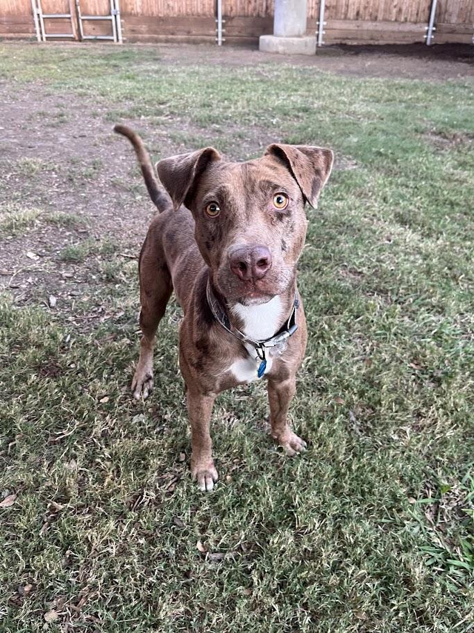 Enlarge Clever* A213221, a Adoptable mixed breed in Plano, TX image 5/6