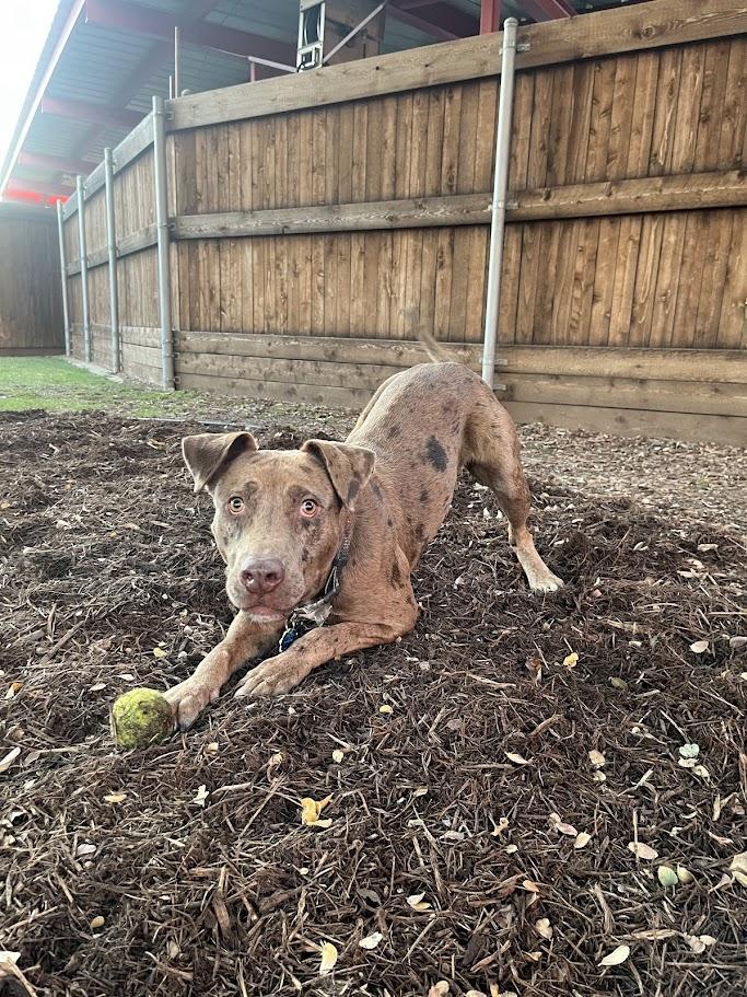 Enlarge Clever* A213221, a Adoptable mixed breed in Plano, TX image 6/6