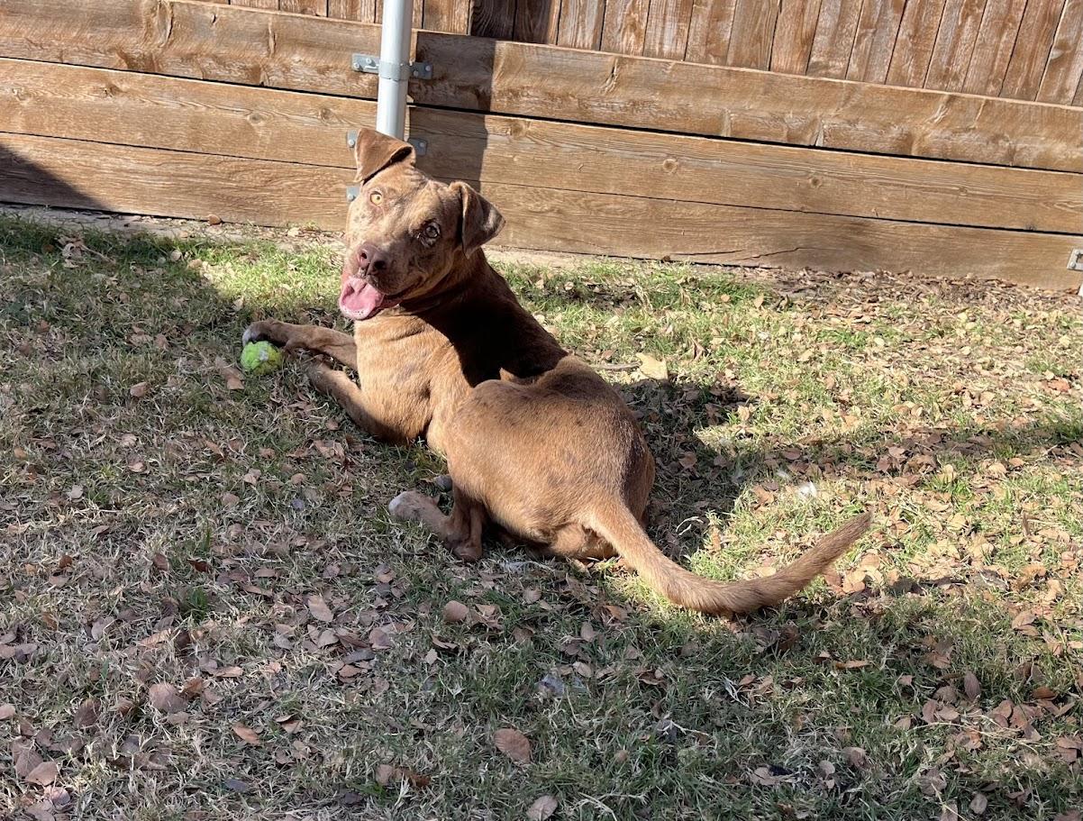 Clever* A213221, Adoptable, Young Male Catahoula Leopard Dog.