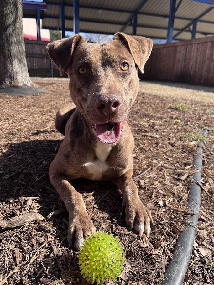 Clever* A213221, Adoptable, Young Male Catahoula Leopard Dog.