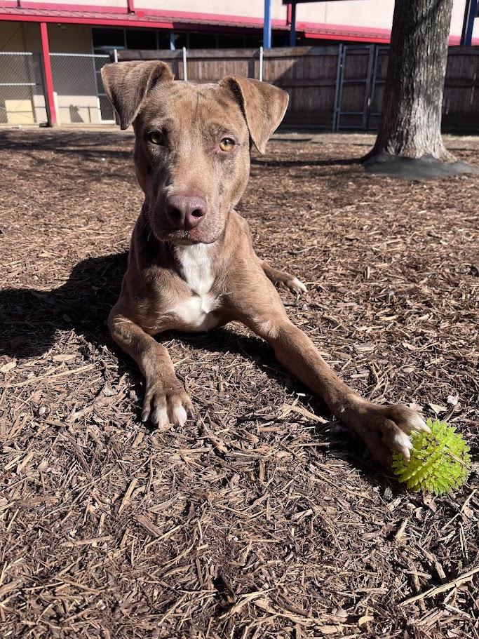 Clever* A213221, an adopted mixed breed in Plano, TX image 6/6