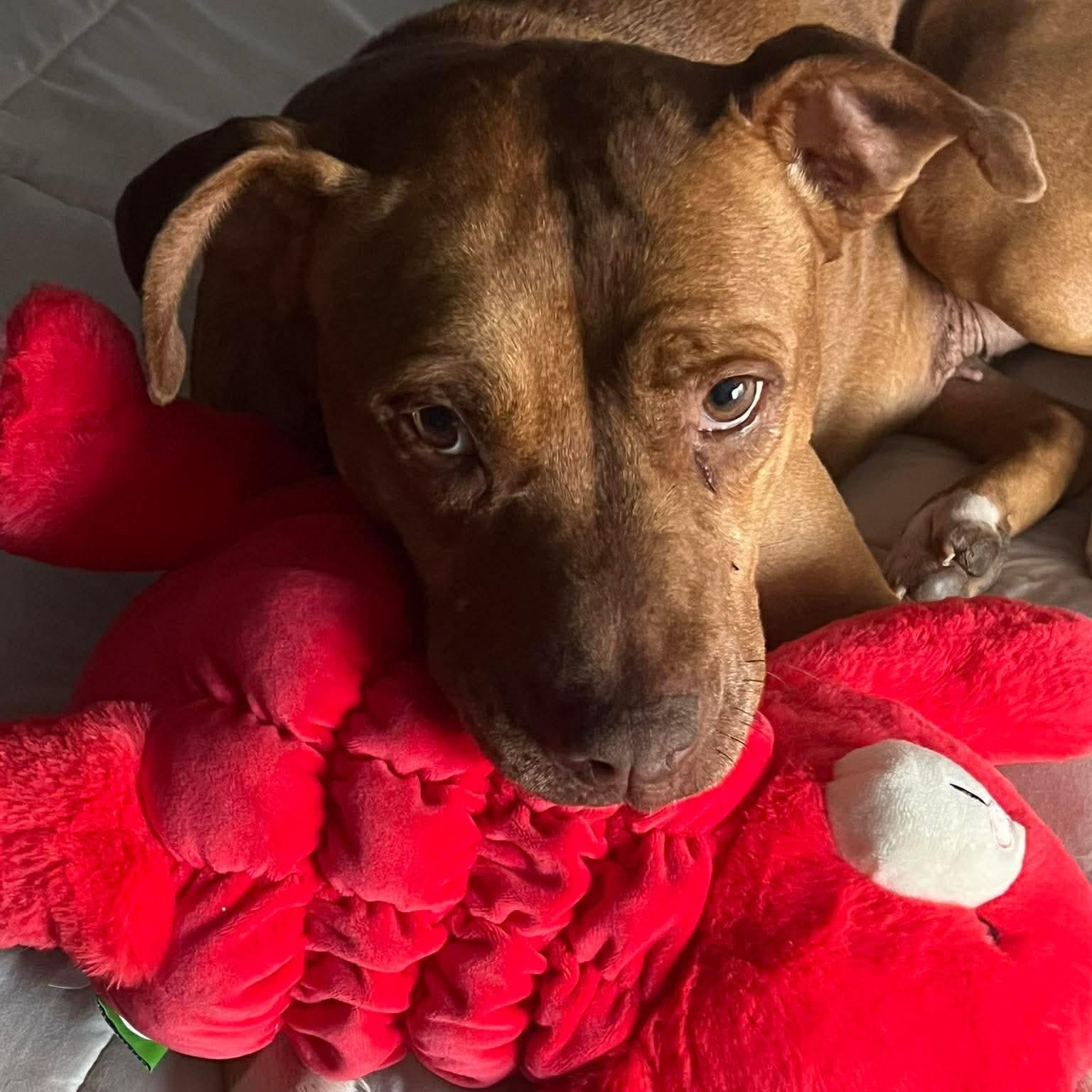 Enlarge Ginger, a Adoptable Mixed Breed in Maple Grove, MN image 3/6