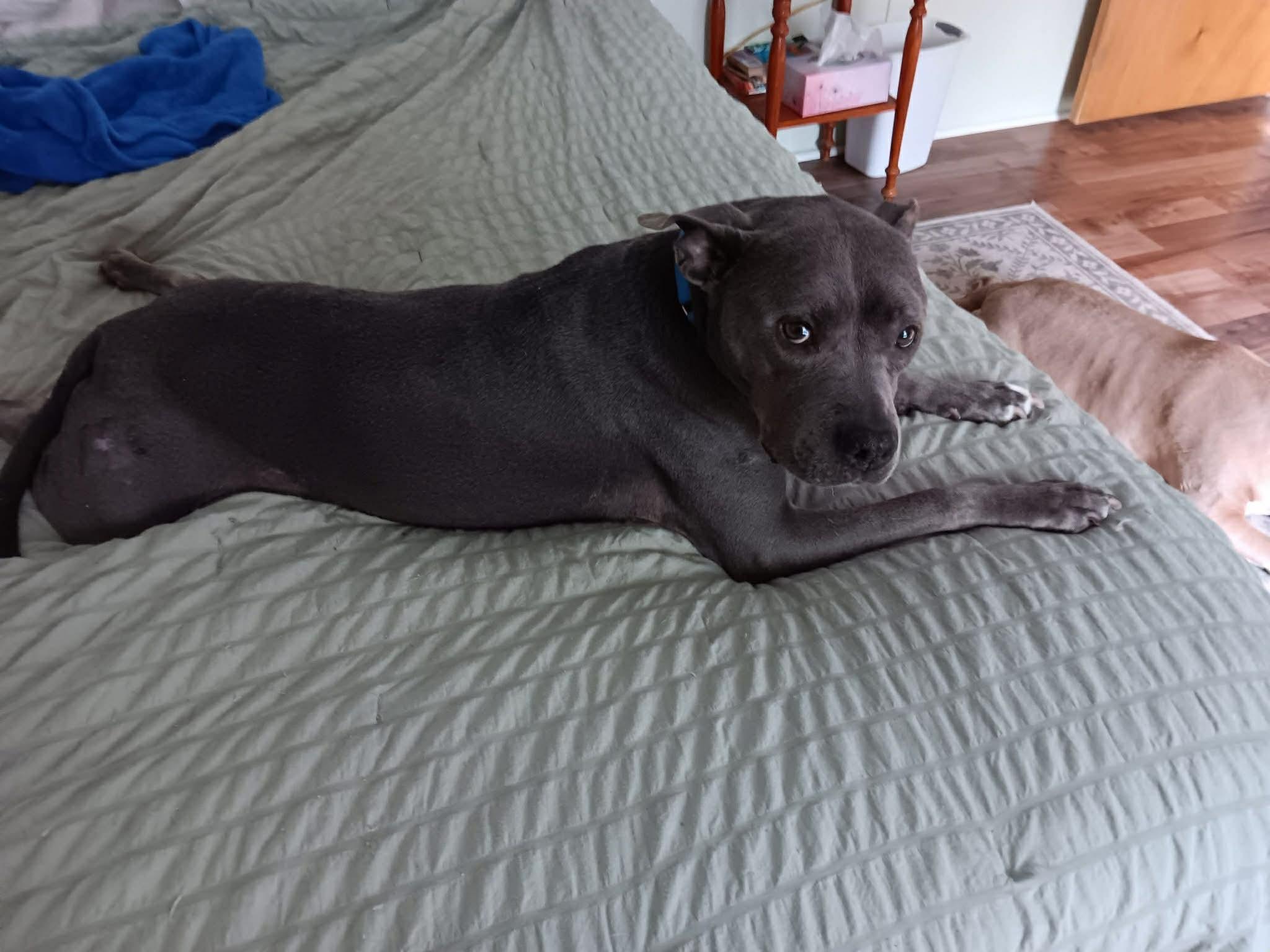 Dixie, ADOPTABLE, Adult Female Pit Bull Terrier.