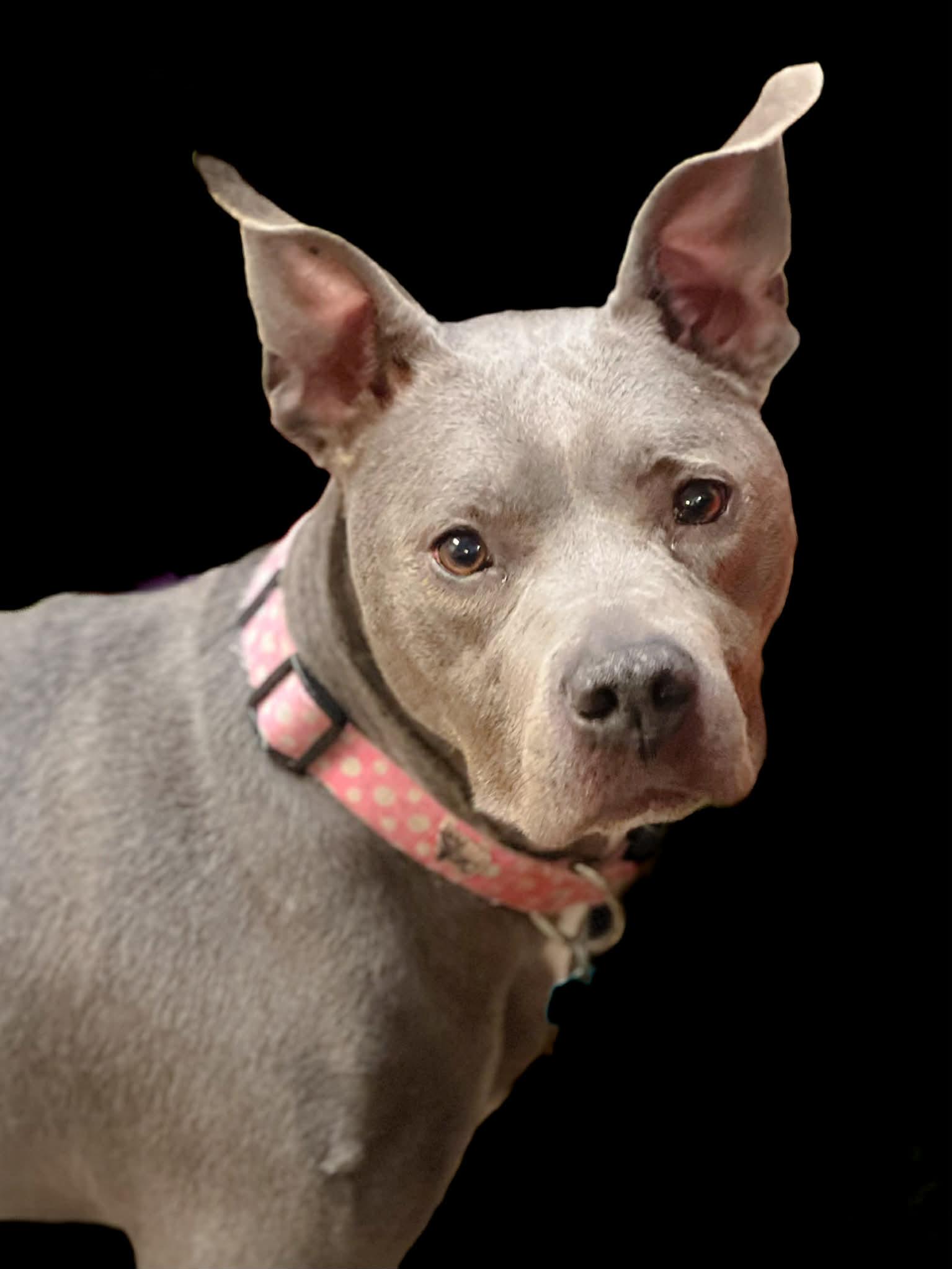 Dixie, adoptable, Adult Female Pit Bull Terrier.