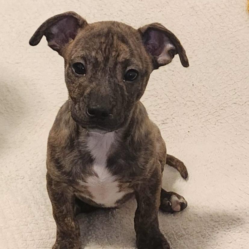 Enlarge Darnold - AVAILABLE, a Adoptable mixed breed in Seattle, WA image 2/6