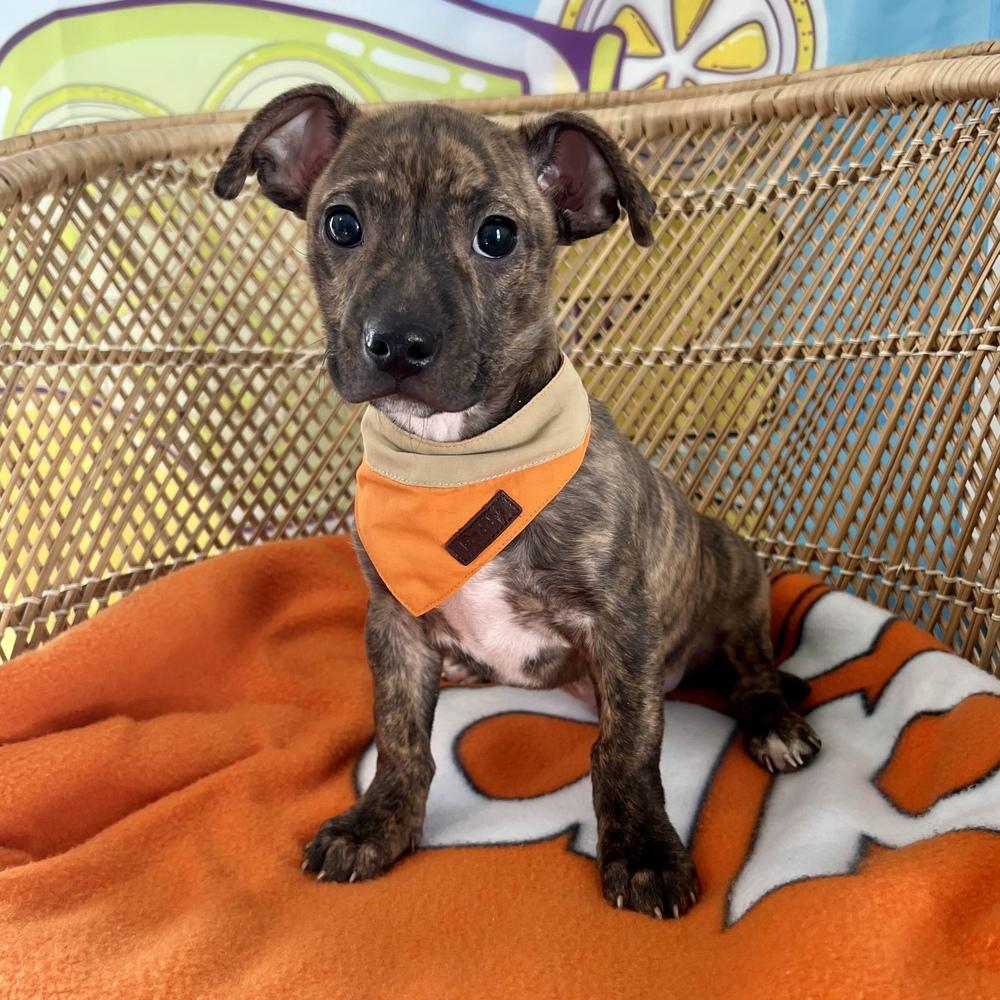 Enlarge Darnold - AVAILABLE, a Adoptable mixed breed in Seattle, WA image 6/6