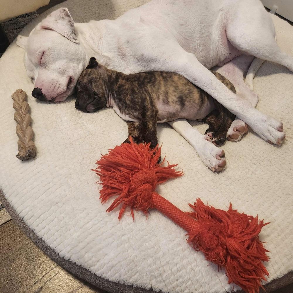 Enlarge Darnold - AVAILABLE, a Adoptable mixed breed in Seattle, WA image 3/6