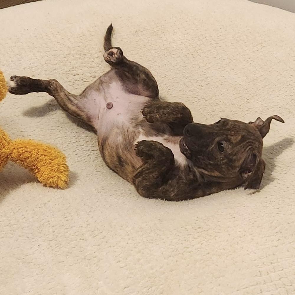 Enlarge Darnold - AVAILABLE, a Adoptable mixed breed in Seattle, WA image 4/6