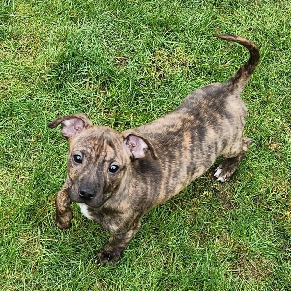 Enlarge Darnold - AVAILABLE, a Adoptable mixed breed in Seattle, WA image 5/6