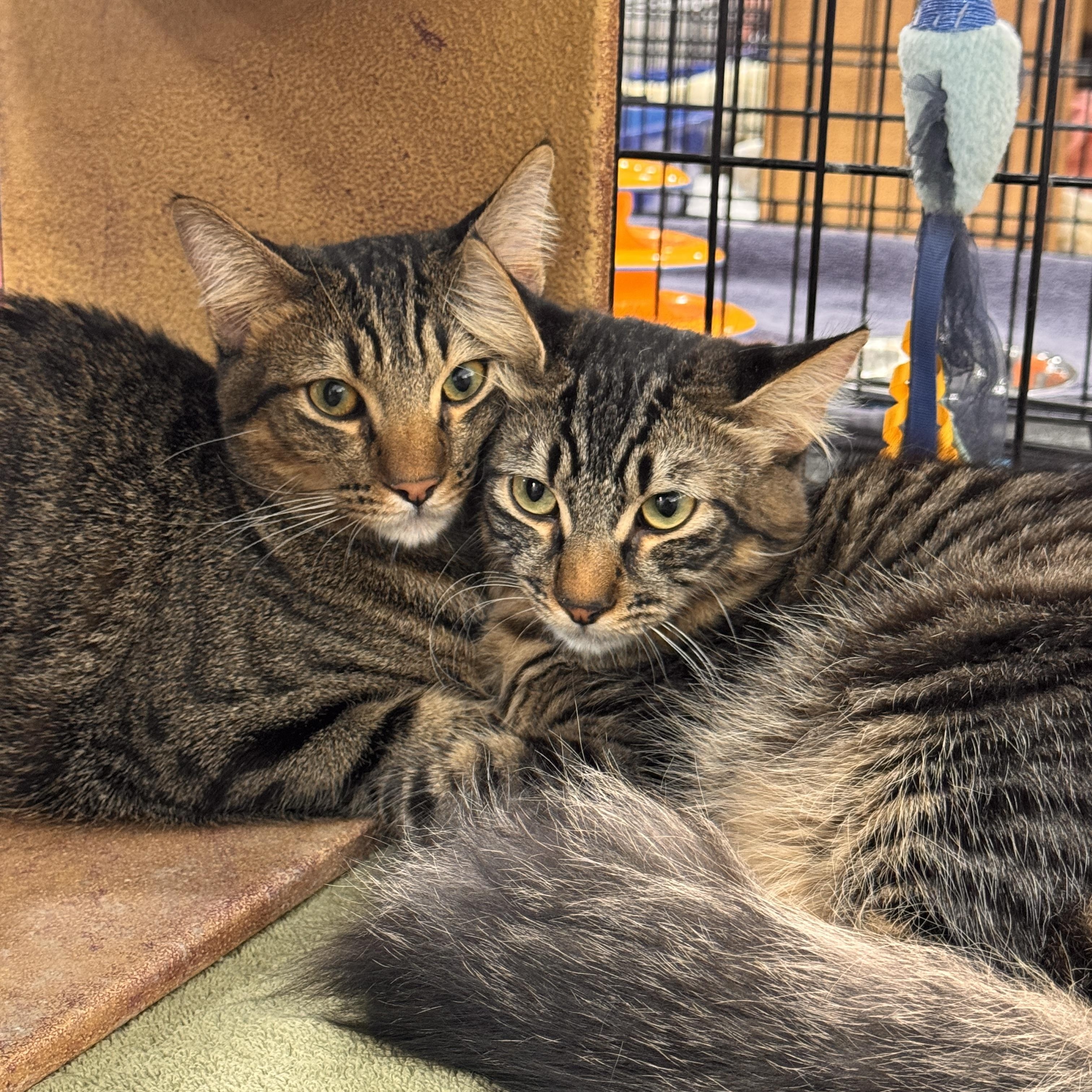 Enlarge Prancer and Rudolph, a ADOPTABLE mixed breed in Sacramento, CA image 1/4